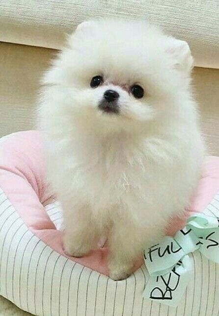 8 おしゃれまとめの人気アイデア Pinterest Nicole Gebmuller 可愛い犬 可愛すぎる動物 犬 8 おしゃれまとめの人気アイデア Pinterest Nicole Gebmuller 可愛い犬 可愛すぎる動物 犬