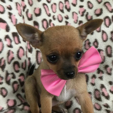 Chihuahua Puppy For Sale In Honey Brook Pa Adn 66109 On