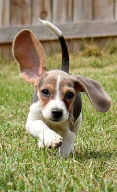 Fall In Love With The Baby Beagle Beagle Puppy Pictures Facts