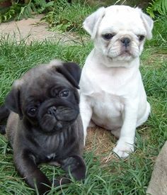 Pugs Tumblr With Images Pug Puppies Cute Pugs Cute Pug Puppies