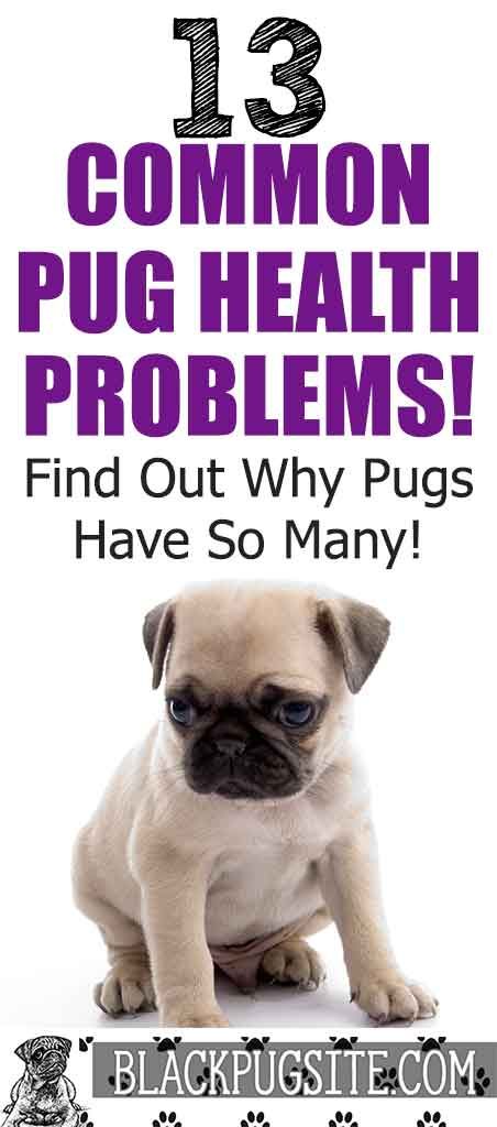 The Top 13 Pug Health Problems Find Out What Type Of Health