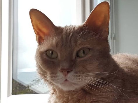 150 Majestic Female Cat Names The Paws In 2020 Cat Names Cat Lady Cats