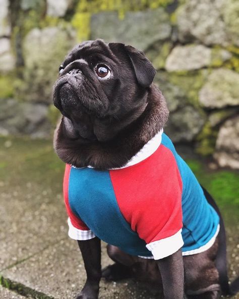 When Your New Swag Perfectly Fits Your Neck Floof Lovethybeast