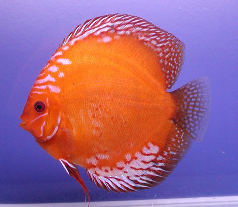 Diskusfisch Marlboro Red Diskus Fisk