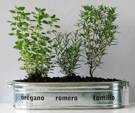 10 Tipos De Hierbas Para Cultivar En Maceta Cultivar Hierba Huerta En Macetas Macetas Plantas Aromaticas