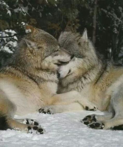 Wolf couple | Wolf love, Animals wild, Wolf dog