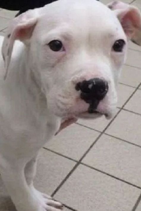 Good People Rescued Injured Puppy Who Was Abandoned By Heartless