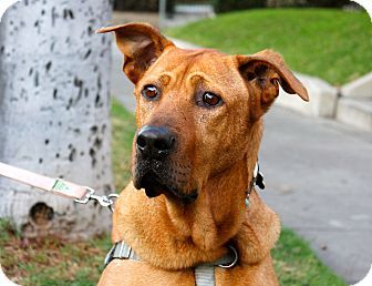 Los Angeles Ca Great Dane Rhodesian Ridgeback Mix Meet Duke A