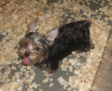 Yorkshire Terrier Puppy For Sale In Carrollton Ga Adn 45982 On