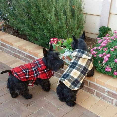 Stuffed Dog Scottish Terrier Military green Stuffed Animal