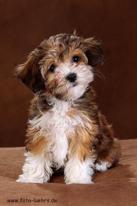 click visit site and check out cool havanese shirts this website is excellent tip you can search your first name or havanese puppies havanese dogs puppies