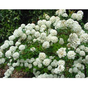 コデマリの苗木 Ki Kaboku 405 花育通販yahoo 店 通販 Yahoo ショッピング 苗木 鉢植え 植物栽培 コデマリの苗木 Ki Kaboku 405 花育通販yahoo 店 通販 Yahoo ショッピング 苗木 鉢植え 植物栽培
