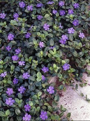Periwinkle Vinca Minor This Is I Great Ground Cover Blooms In Early Spring 1000 Plants Deer Resistant Ground Cover Plants Deer Resistant, Deer Resistant Ground Cover