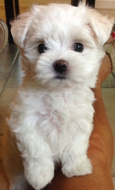 Top 5 Most Affectionate Dog Breeds Lap Dogs Cute Dogs Cute Animals