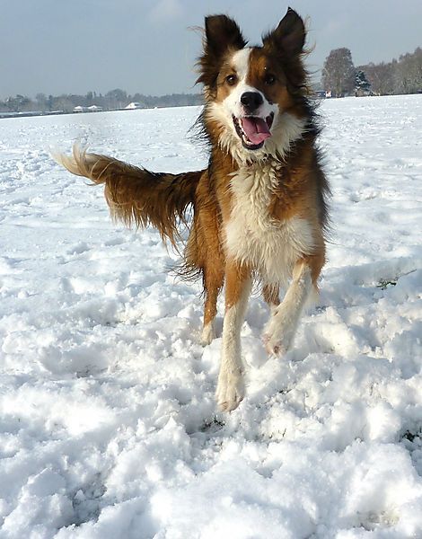 Welsh Sheepdog Ci Defaid Cymreig Welsh Collie Dog Welsh