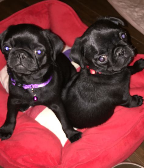 These Two Boys Are 10 Weeks Old Their Names Are Rafael And