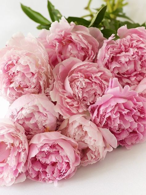 花びらいっぱいの芍薬 可愛い見た目に香りも漂う 美人の象徴 愛されブーケ にて紹介している画像 Beautiful Flowers Flower Beauty Pretty Flowers 花びらいっぱいの芍薬 可愛い見た目に香りも漂う 美人の象徴 愛されブーケ にて紹介している画像 Beautiful Flowers Flower Beauty Pretty Flowers