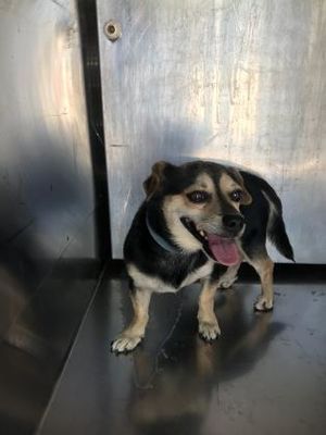 Fort Worth Tx Chihuahua Meet Benton A Dog For Adoption Dogs