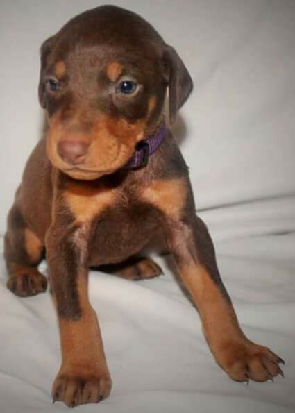 Litter Of 9 Doberman Pinscher Puppies For Sale In Hemet Ca Adn