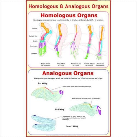 Analogous Homologous Organs Organs