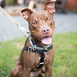 Pin By Chris Gallagher On Adoptable Pets Maryland Pitbull