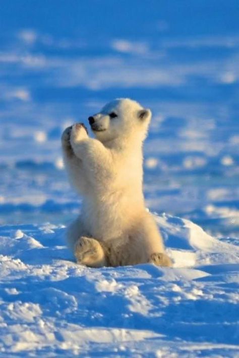 33 Ideas De Osos Lindos Pandas Panda Bebe Osos