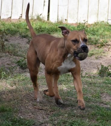 Adopt Bobo Bear On Adoption Foster Animals Dogs