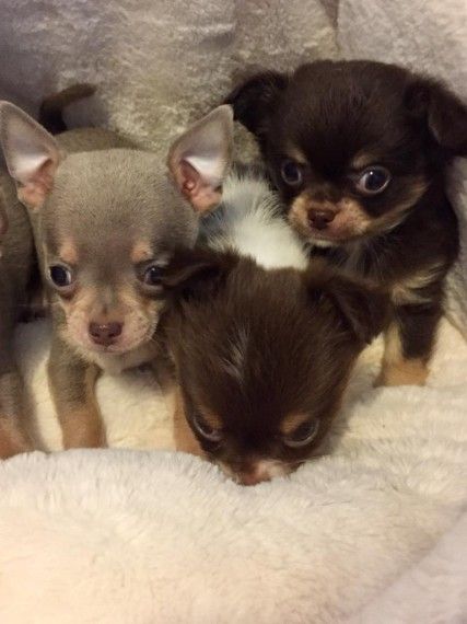 Stunning Chihuahua Puppies Ready To Reserve Chihuahua Puppies