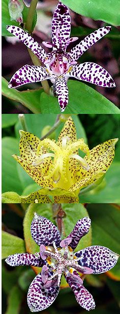 1 plant de tricyrtis empress