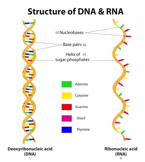 Genoma Humano Caracteristicas Bioenciclopedia Dna Project Molecular Biology Biology Lessons