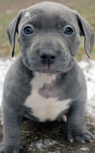 Blue Nose Pitbull Puppies For Sale Blue Nose Pitbull Breeders