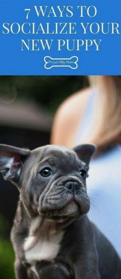 Dog Training Distractions Ideal Dog Training Oshkosh Dog