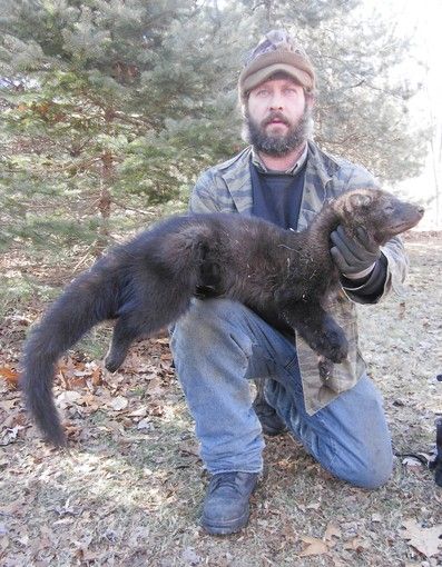fisher animal edit on 12 2 2013 by xlr8r because no reason given fisher cat size
