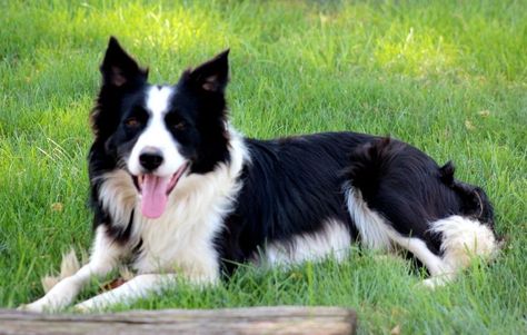 Border Collie Puppies For Sale Border Collie Puppies Collie