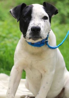 Chester Springs Pa American Bulldog Meet Hennessy A Dog For