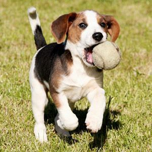 Best Breed For Families With Rambunctious Kids Beagle Beagledog
