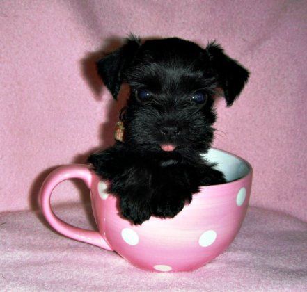Miniature Toy Teacup Schnauzers Schnauzers And Miniature Schnauzers Toy For Sale From Royal Schnauzers Black B Schnauzer Schnauzer Grooming Teacup Schnauzer
