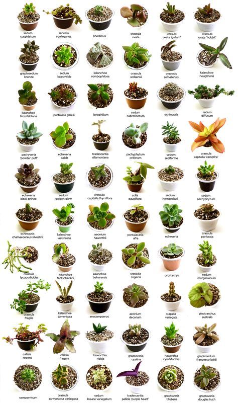 Image Result For Succulent Identification Chart With Images Succulent Identification Chart