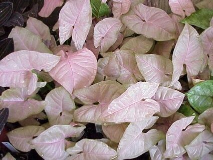syngonium podophyllum pink / Muulinkultakorva | Plants, Tropical ...