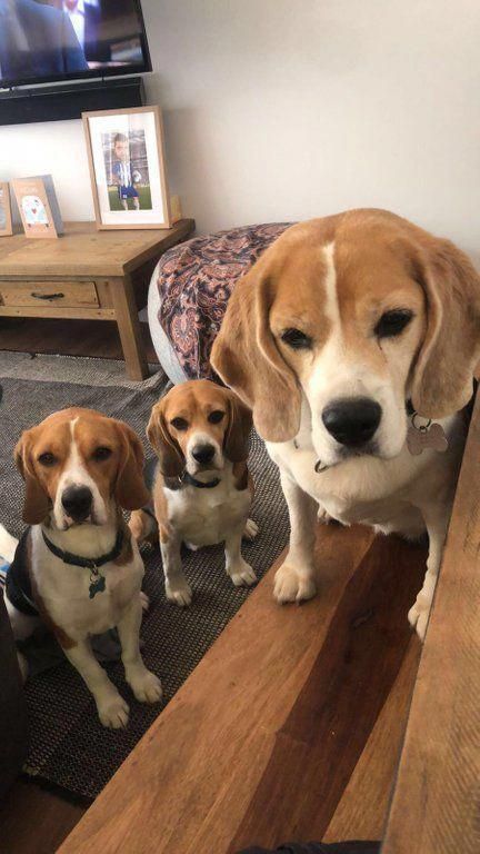 Stunning Hand Crafted Beagle Accessories And Jewelery Available At