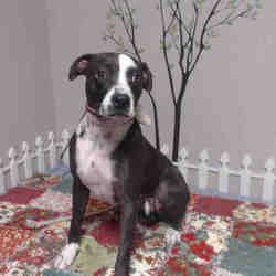 Available Pets At Los Angeles County Downey In Downey California