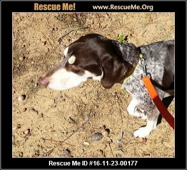 North Carolina German Shorthaired Pointer Rescue Adoptions