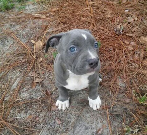 Pin On Blue Nose Pits