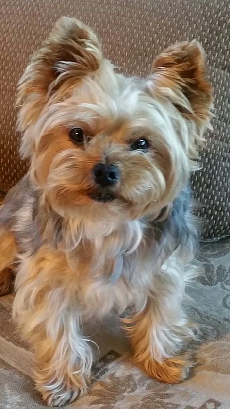 Gus Yorkshireterrier Yorkie Dogs Yorkshire Terrier Beautiful Dogs