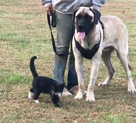 Pictures Of Marmaduke A Special Needs Mastiff For Adoption At