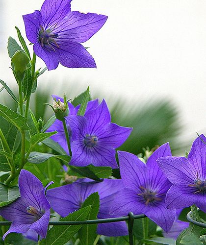 キキョウ バルーンフラワー 桔梗 は7 8月に咲くキキョウ科の花 山野の草原に生息する多年草 花言葉 は 不屈の心 秋の七草の1つだが むしろ真夏が盛りである 花は先が5つに裂けた鐘形である 咲き始めは 花粉のついた雄しべは雌しべの花柱にくっついている 花柱