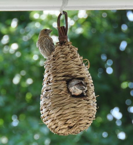 Finch nest sale
