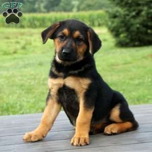 Mya Rottweiler Mix Puppy For Sale In Pennsylvania Rottweiler
