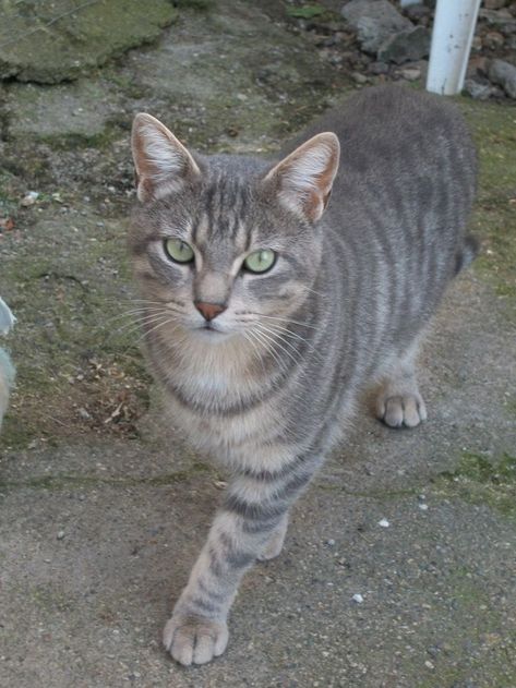 Photo Chat Gris Cendre Les Plus Belles Photos Par Bonjour Nature Photo Chat Chats Gris Chat Femelle Photo Chat Gris Cendre Les Plus Belles Photos Par Bonjour Nature Photo Chat Chats Gris Chat Femelle