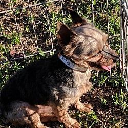 Venice Fl Yorkie Yorkshire Terrier Meet Snooky A Dog For